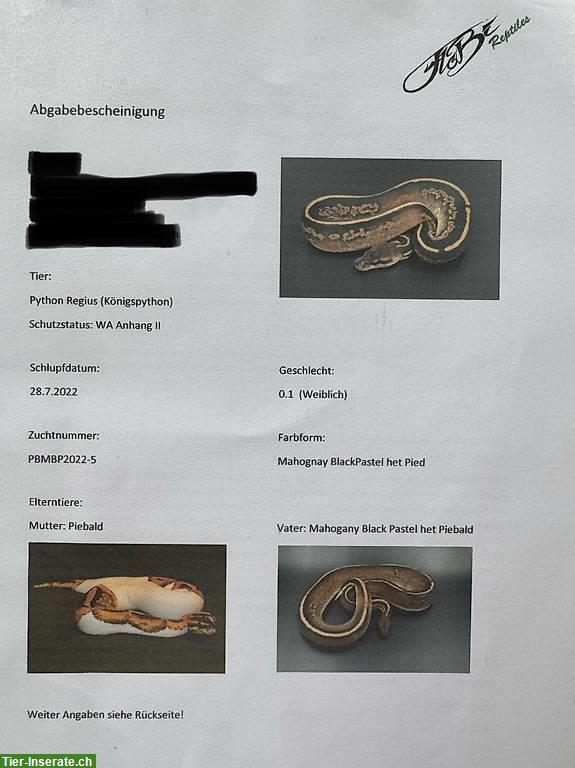 Bild 3: Königspython inkl. Terrarium und Zubehör (Komplettset)