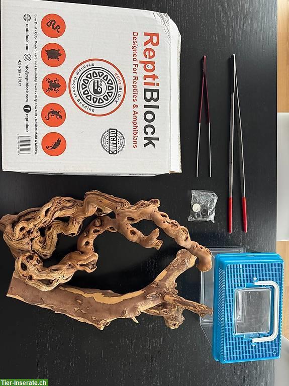 Bild 4: Königspython inkl. Terrarium und Zubehör (Komplettset)