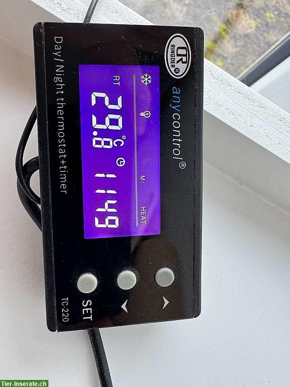 Bild 5: Königspython inkl. Terrarium und Zubehör (Komplettset)