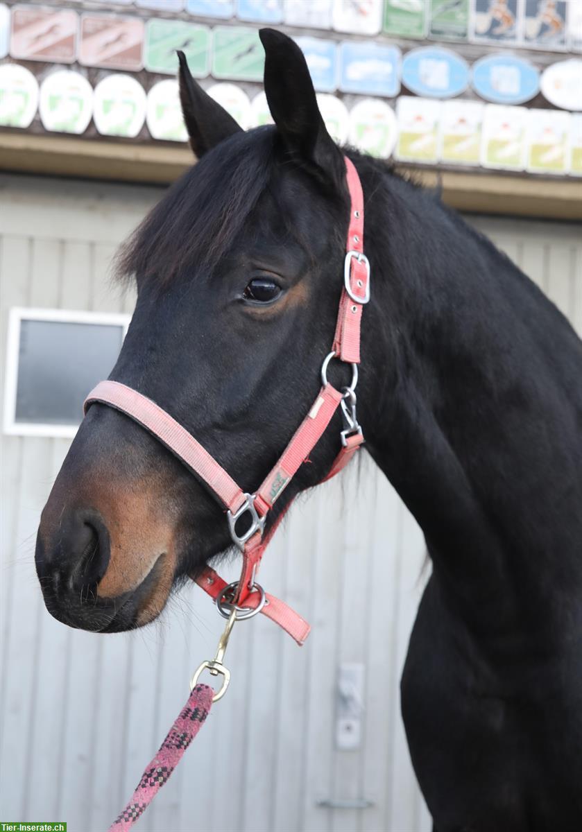 Bild 2: CH-Warmblut Wallach, Jahrgang 2023 zu verkaufen