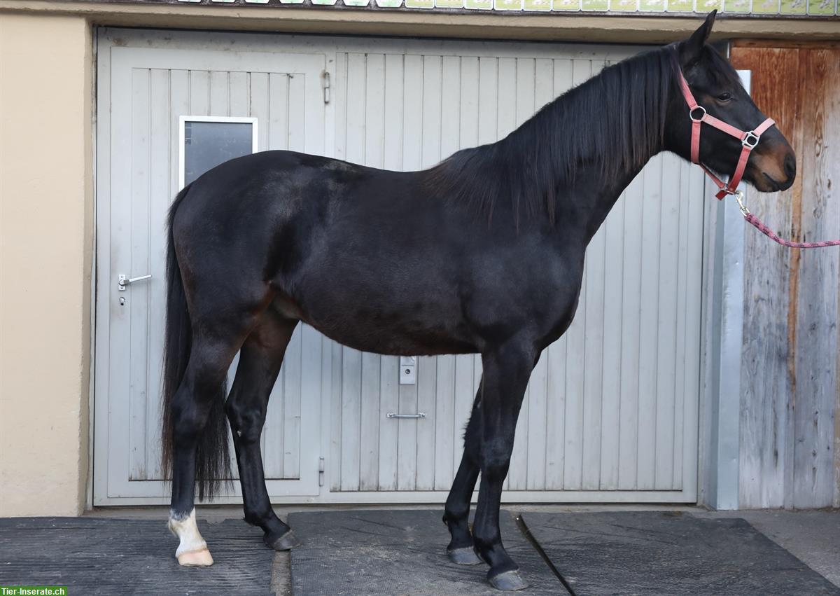 Bild 3: CH-Warmblut Wallach, Jahrgang 2023 zu verkaufen