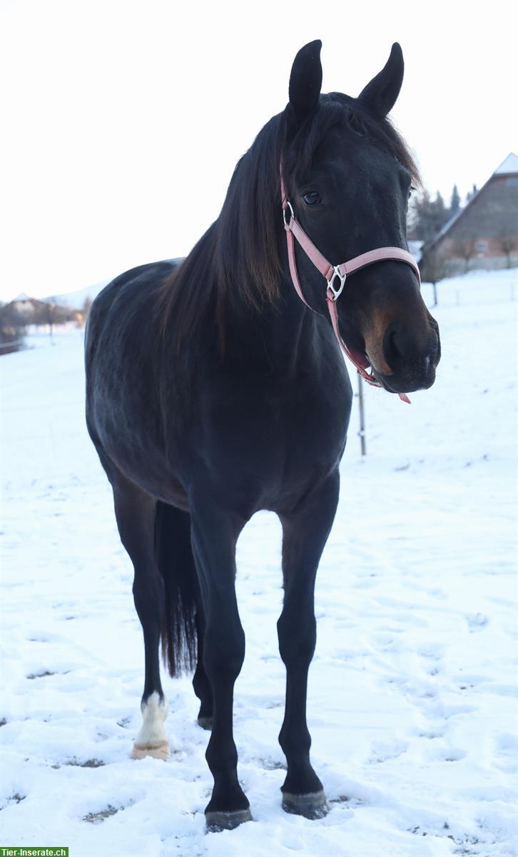 Bild 4: CH-Warmblut Wallach, Jahrgang 2023 zu verkaufen