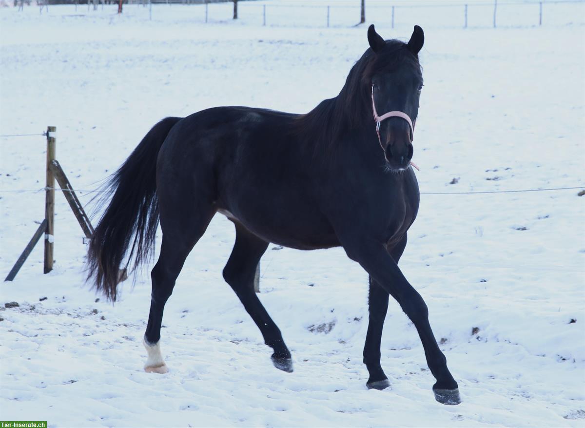 Bild 5: CH-Warmblut Wallach, Jahrgang 2023 zu verkaufen