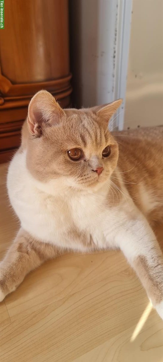 BKH Deckkater Creme-White, top Abstammung, BG B