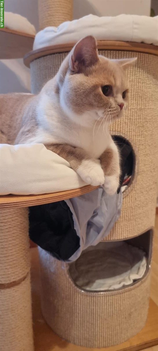 Bild 2: BKH Deckkater Creme-White, top Abstammung, BG B