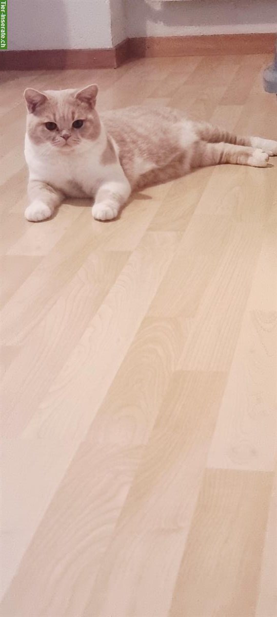 Bild 3: BKH Deckkater Creme-White, top Abstammung, BG B