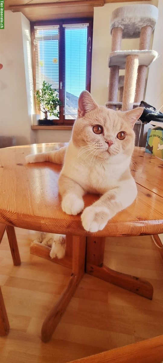 Bild 4: BKH Deckkater Creme-White, top Abstammung, BG B