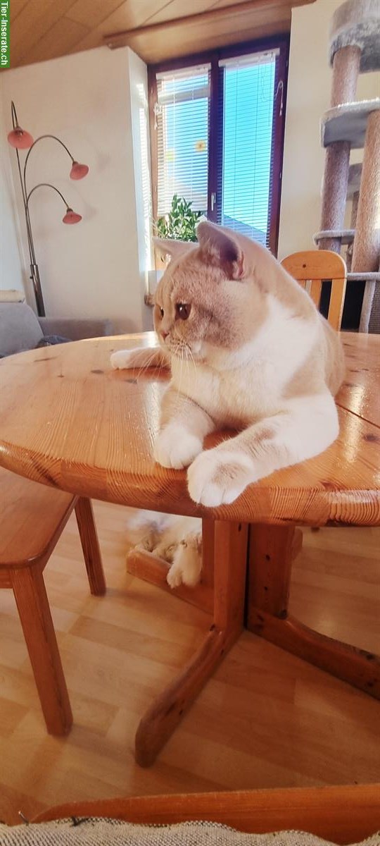 Bild 5: BKH Deckkater Creme-White, top Abstammung, BG B