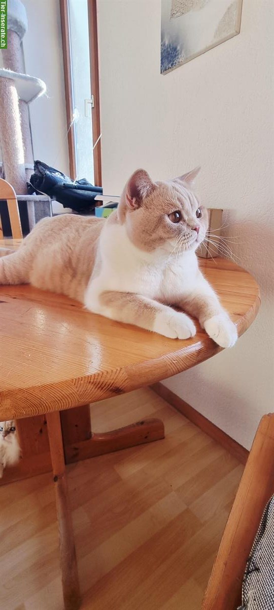 Bild 6: BKH Deckkater Creme-White, top Abstammung, BG B