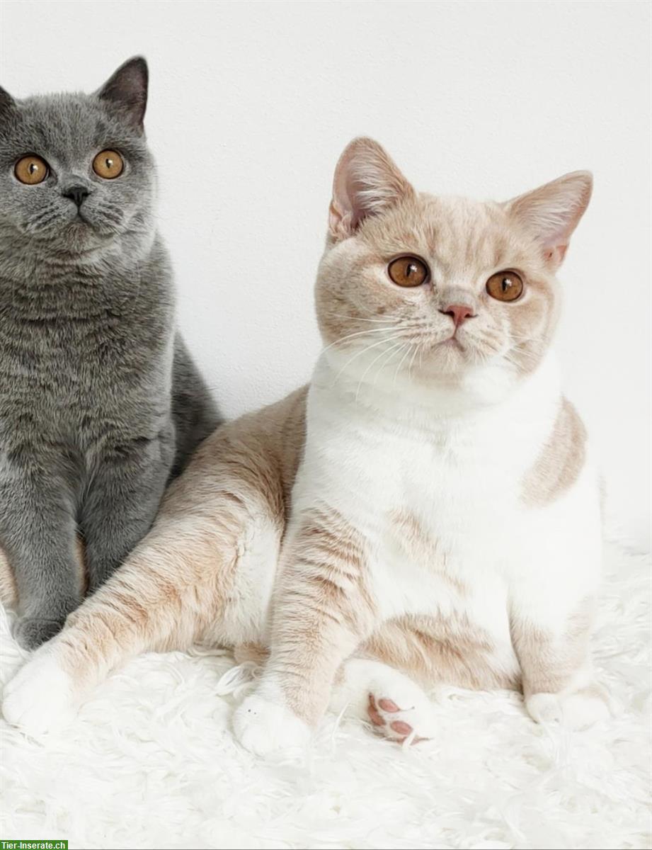 Bild 7: BKH Deckkater Creme-White, top Abstammung, BG B