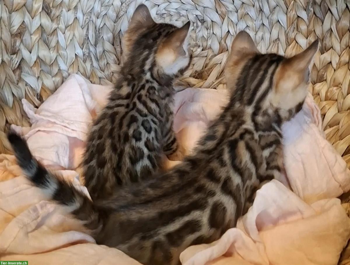 Bengal Kitten: 2 wunderschöne Weibchen zu verkaufen