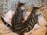 Bengal-Kitten: 2 wunderschöne Weibchen zu verkaufen