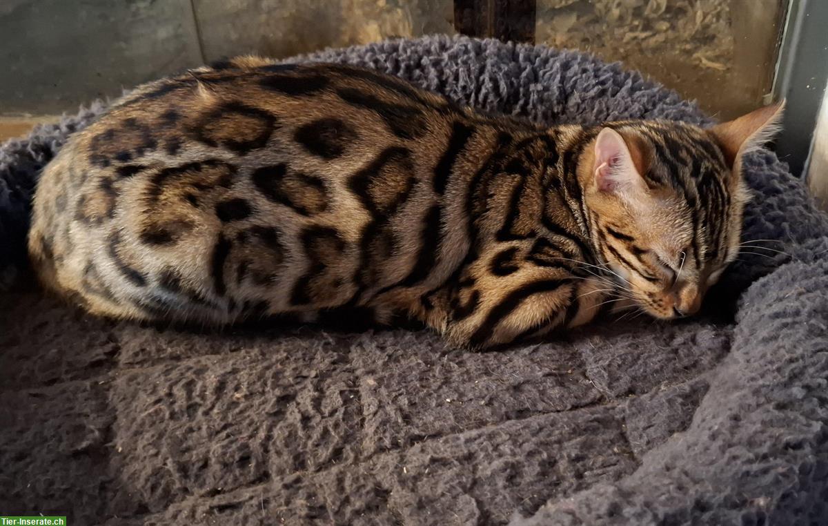 Bild 4: Bengal Kitten: 2 wunderschöne Weibchen zu verkaufen