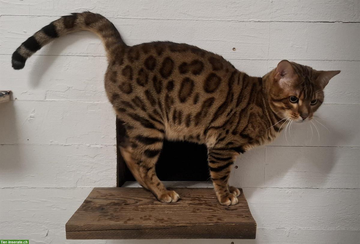 Bild 5: Bengal Kitten: 2 wunderschöne Weibchen zu verkaufen