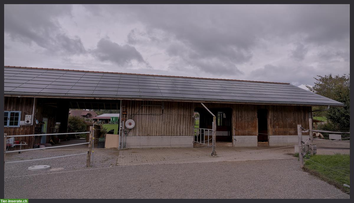 Pferde Offenstallplätze frei in Matzwil BE