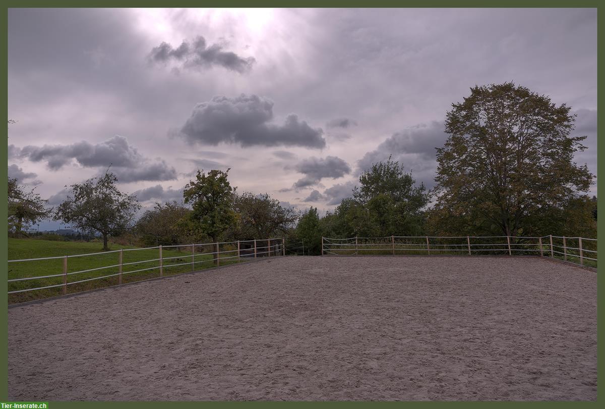 Bild 2: Pferde Offenstallplätze frei in Matzwil BE