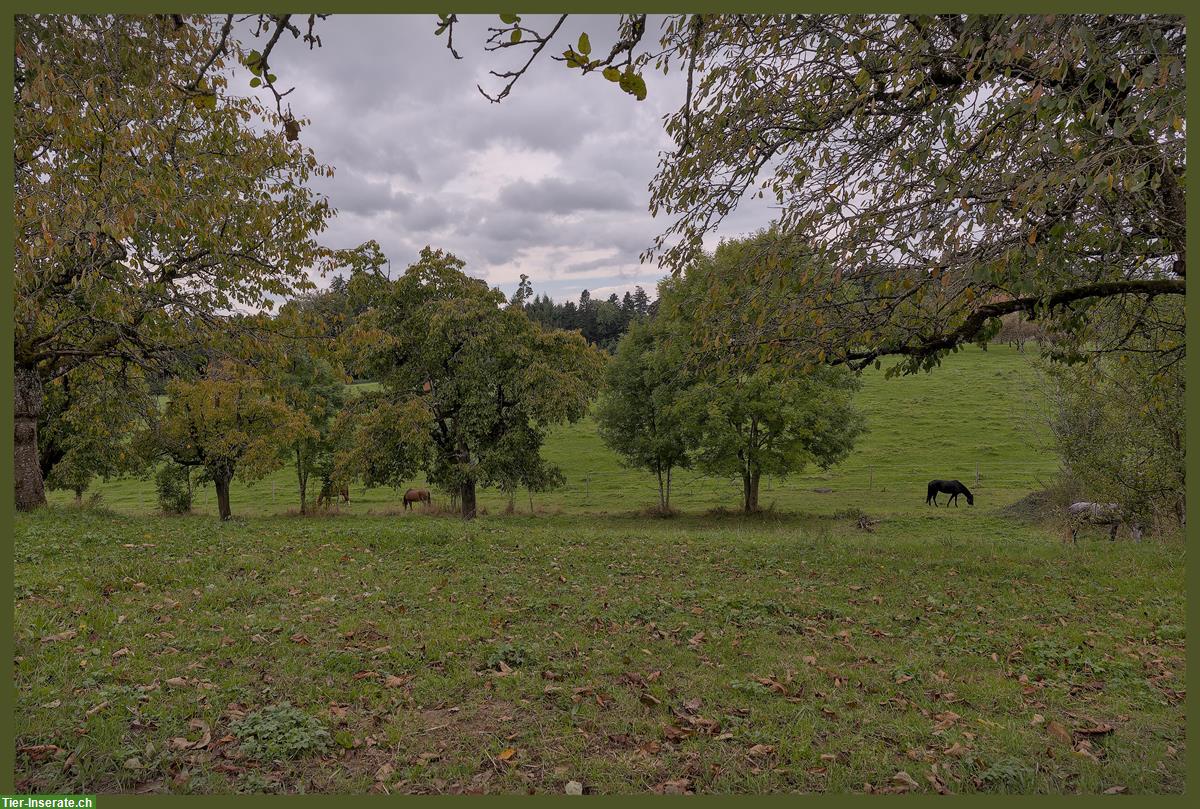 Bild 3: Pferde Offenstallplätze frei in Matzwil BE