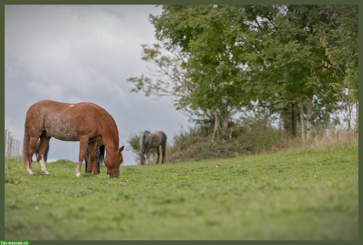 Bild 4: Pferde Offenstallplätze frei in Matzwil BE
