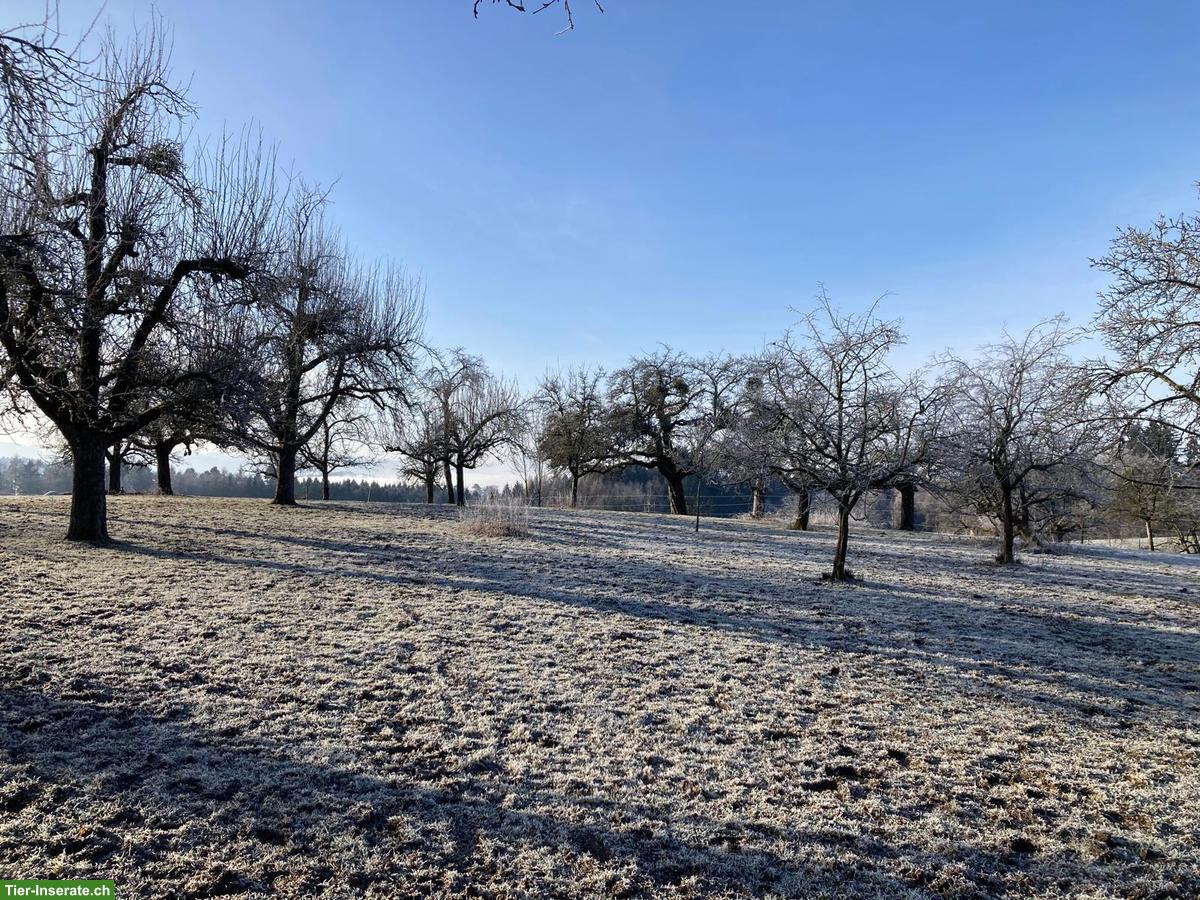 Bild 5: Pferde Offenstallplätze frei in Matzwil BE
