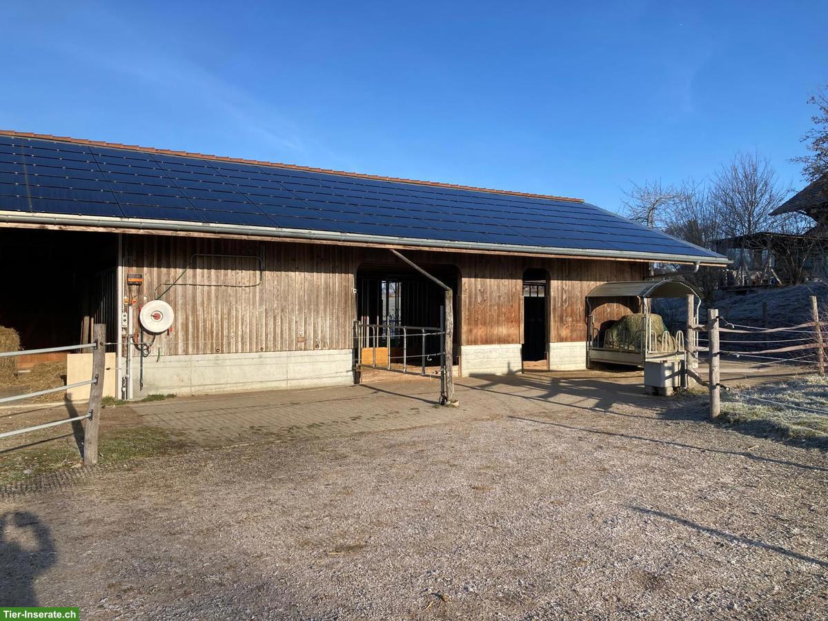 Bild 6: Pferde Offenstallplätze frei in Matzwil BE