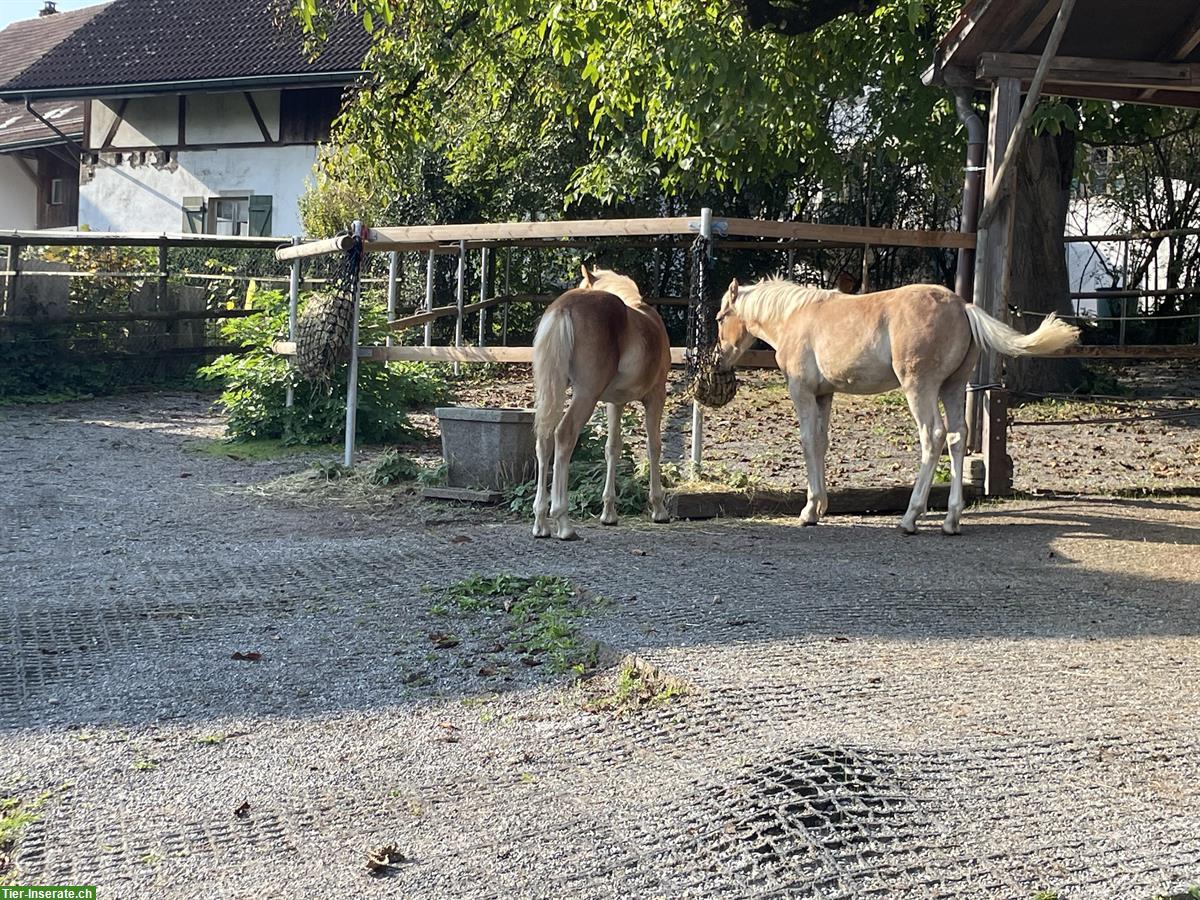 3 Plätze in idyllischem Pferdestall in Rifferswil ZH
