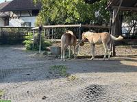 3 Plätze in idyllischem Pferdestall in Rifferswil ZH