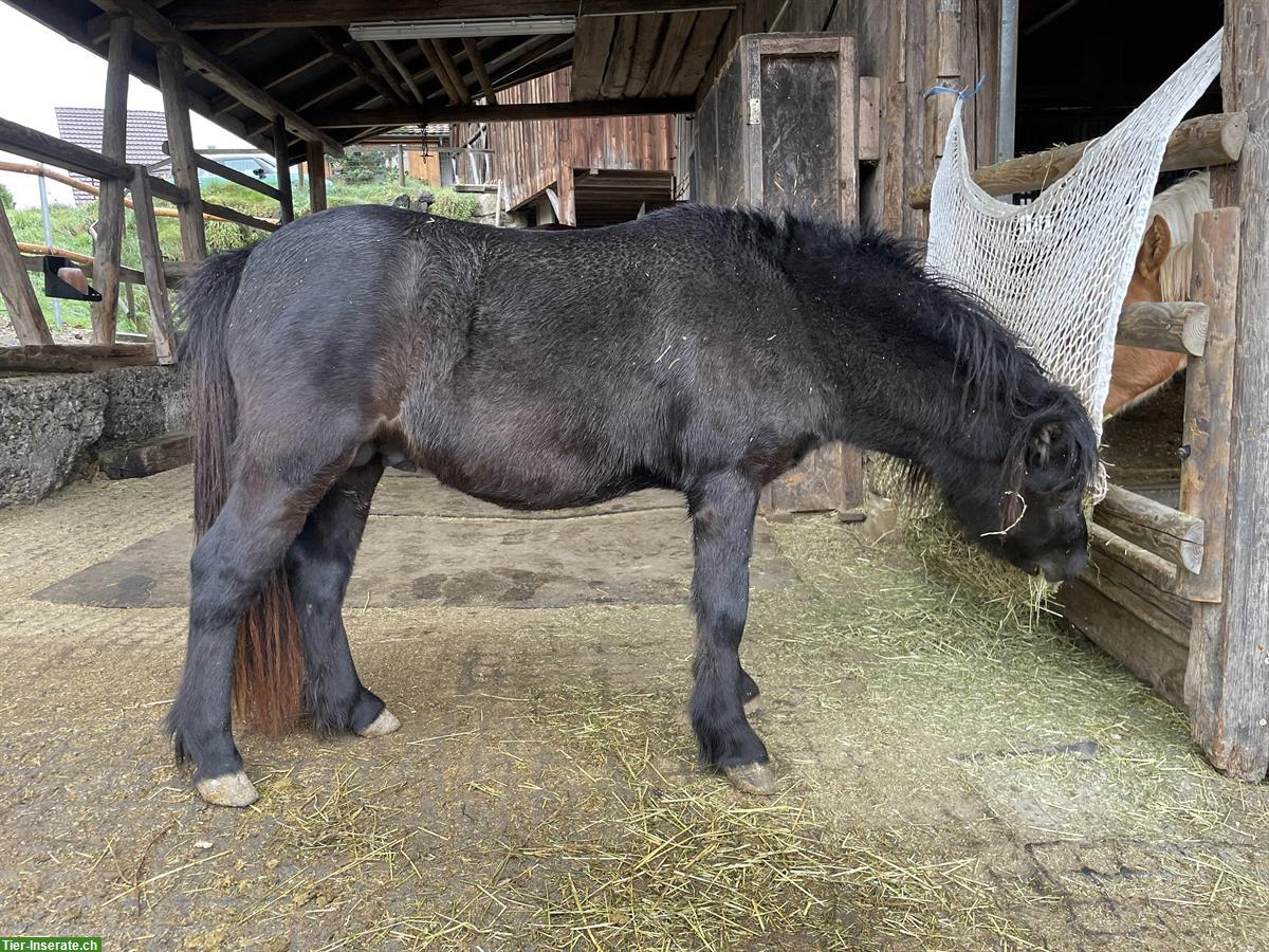 Bild 2: 3 Plätze in idyllischem Pferdestall in Rifferswil ZH