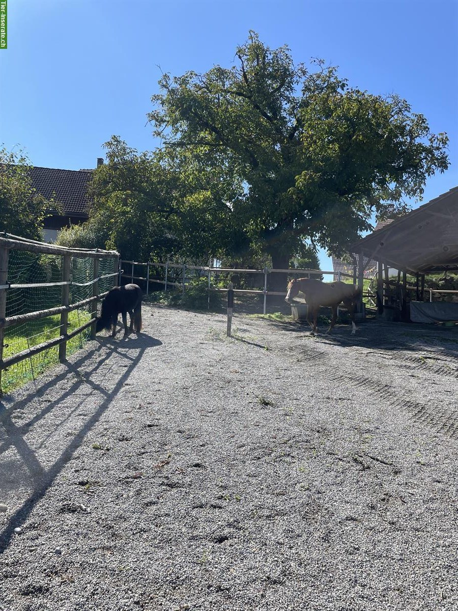 Bild 3: 3 Plätze in idyllischem Pferdestall in Rifferswil ZH