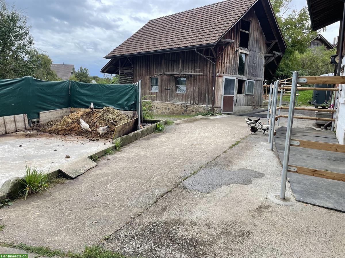 Bild 4: 3 Plätze in idyllischem Pferdestall in Rifferswil ZH