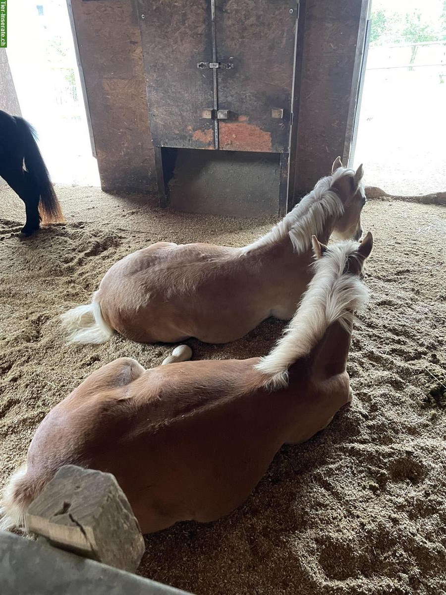 Bild 6: 3 Plätze in idyllischem Pferdestall in Rifferswil ZH