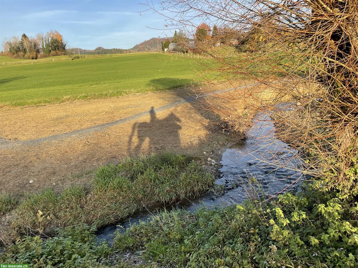 Bild 7: 3 Plätze in idyllischem Pferdestall in Rifferswil ZH
