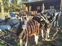 Bündner Strahlenziegen Gitzi aus Bio-Suisse-Betrieb