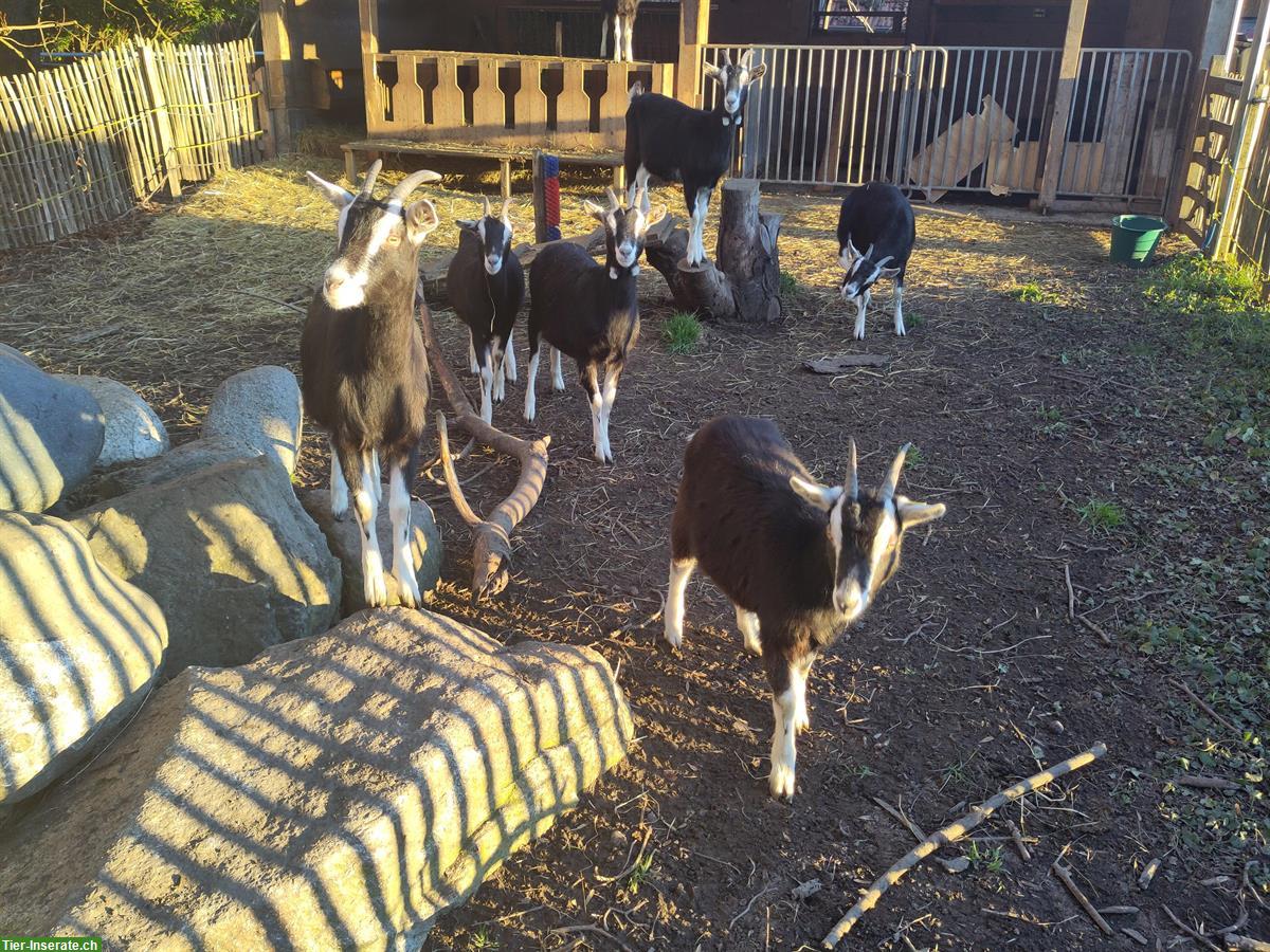 Bild 2: Bündner Strahlenziegen Gitzi aus Bio-Suisse-Betrieb