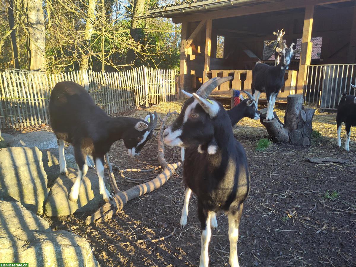 Bild 3: Bündner Strahlenziegen Gitzi aus Bio-Suisse-Betrieb