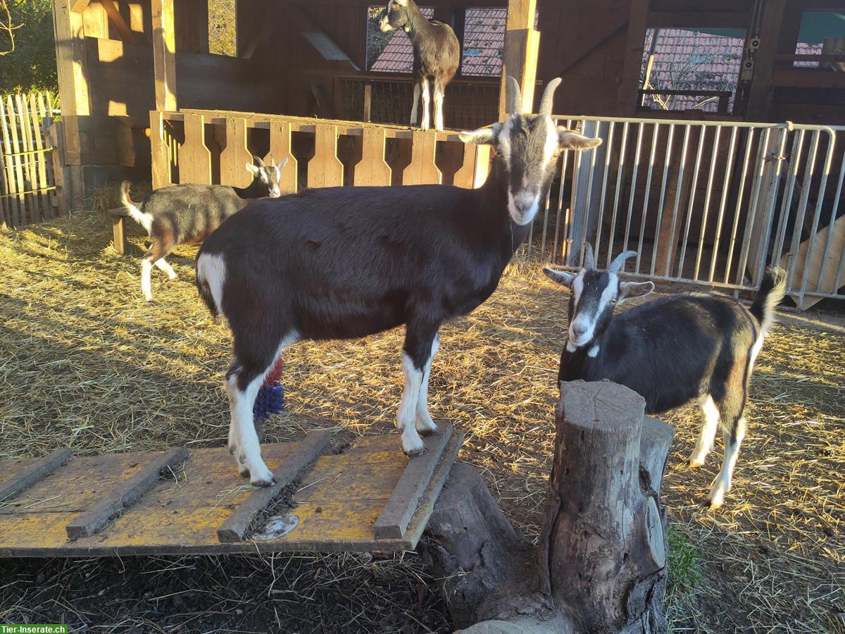 Bild 4: Bündner Strahlenziegen Gitzi aus Bio-Suisse-Betrieb