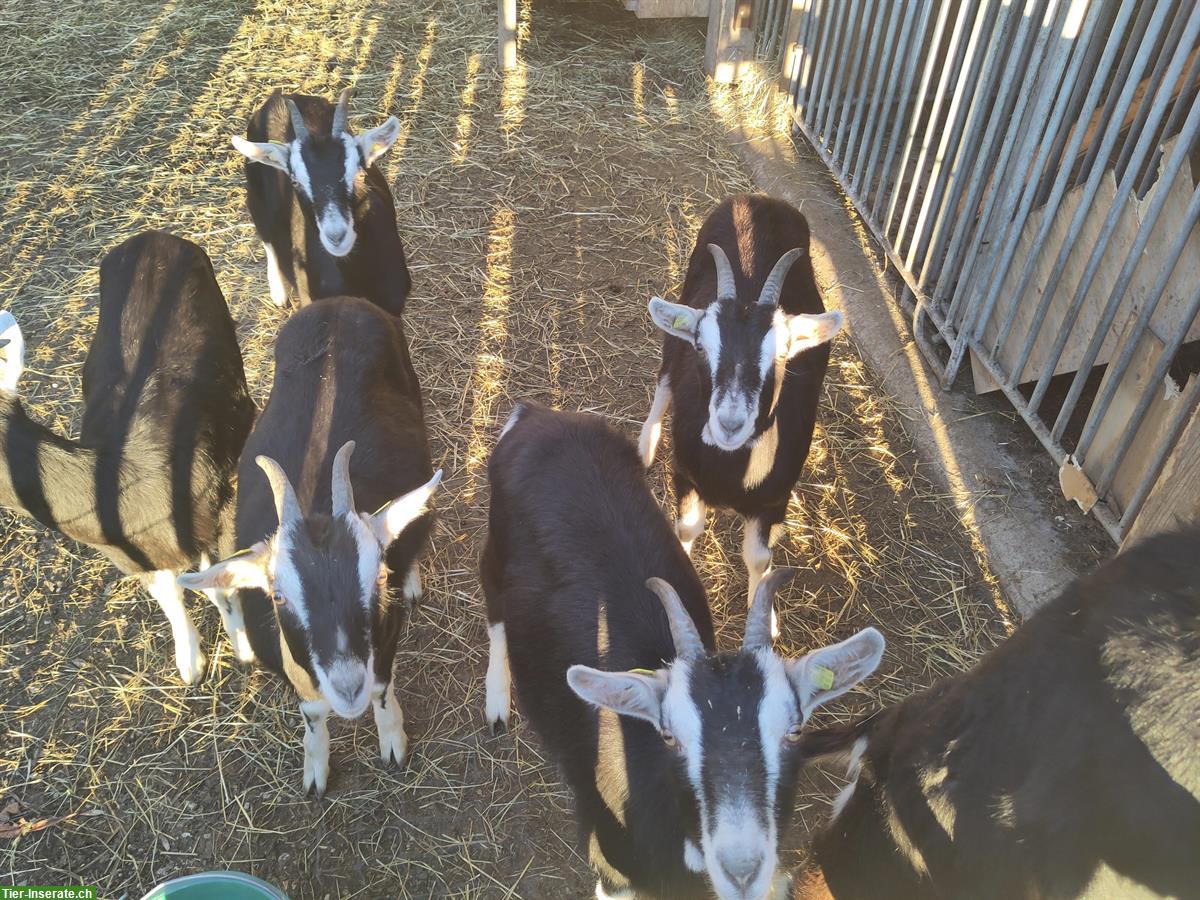 Bild 5: Bündner Strahlenziegen Gitzi aus Bio-Suisse-Betrieb