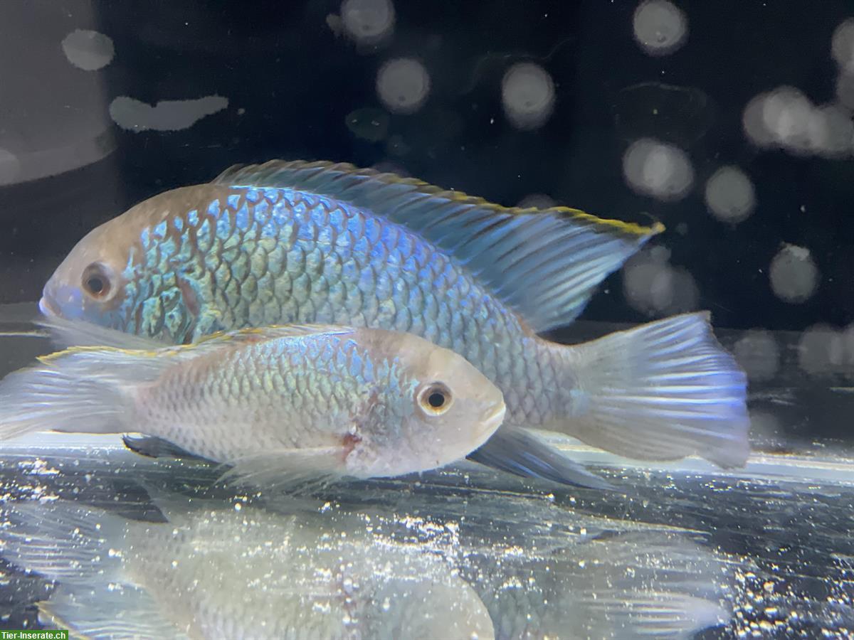 1 Paar Aequidens pulcher zu verkaufen