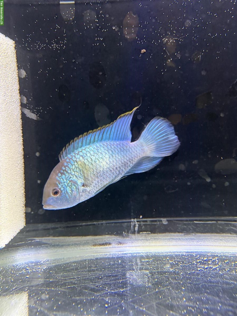 Bild 2: 1 Paar Aequidens pulcher zu verkaufen