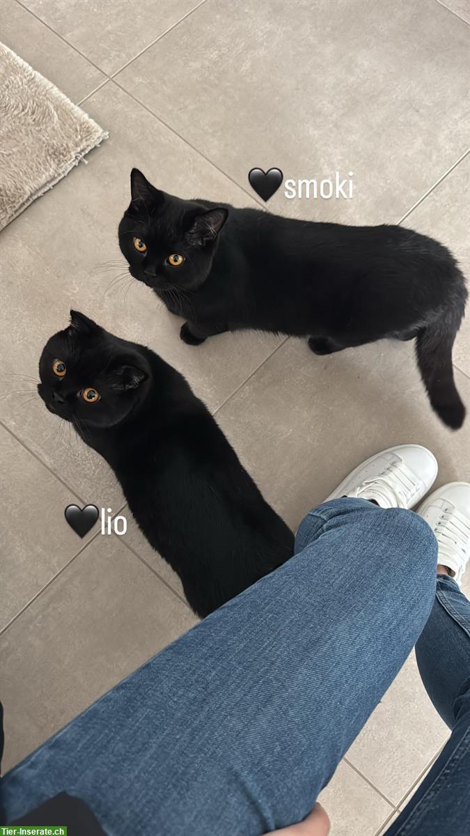 2 schwarze BKH-Kater gemeinsam zu verkaufen