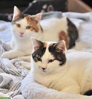 Junge Wohnungskatzen Milly & Molly aus Griechenland