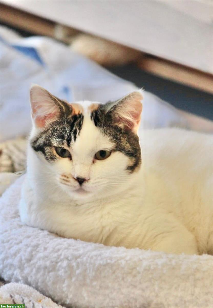Bild 2: Junge Wohnungskatzen Milly & Molly aus Griechenland