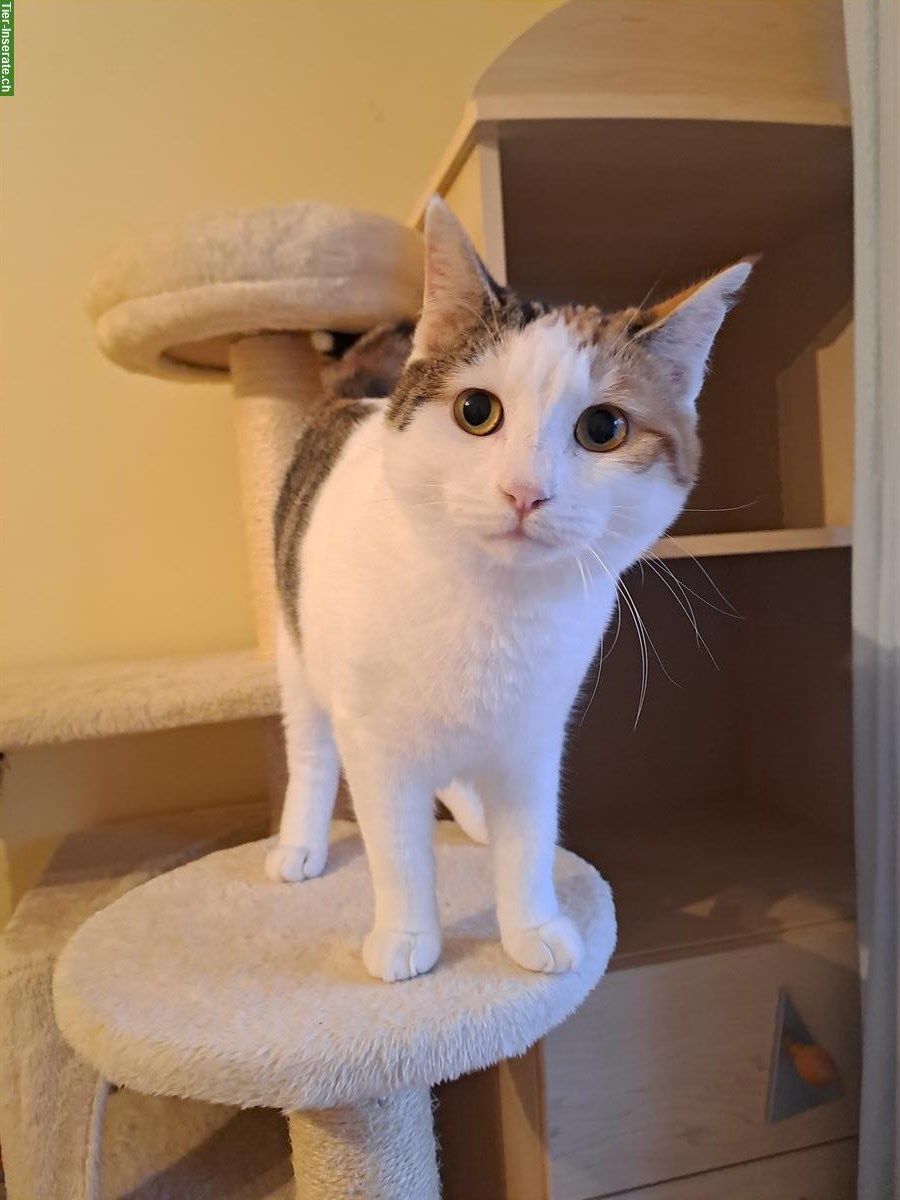 Bild 3: Junge Wohnungskatzen Milly & Molly aus Griechenland