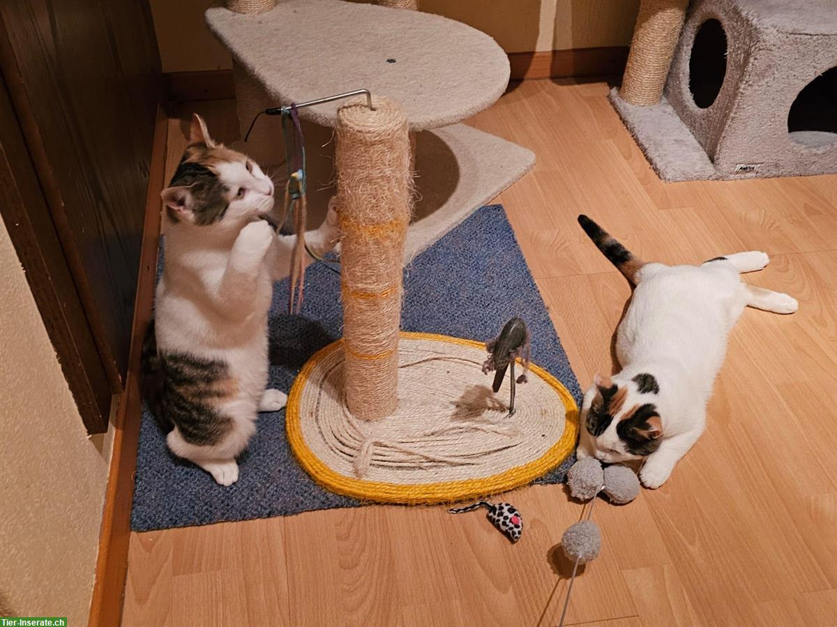 Bild 4: Junge Wohnungskatzen Milly & Molly aus Griechenland