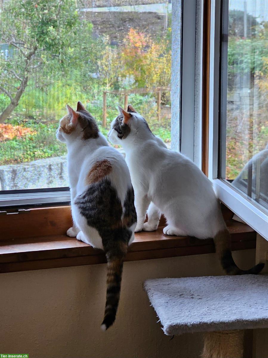 Bild 6: Junge Wohnungskatzen Milly & Molly aus Griechenland