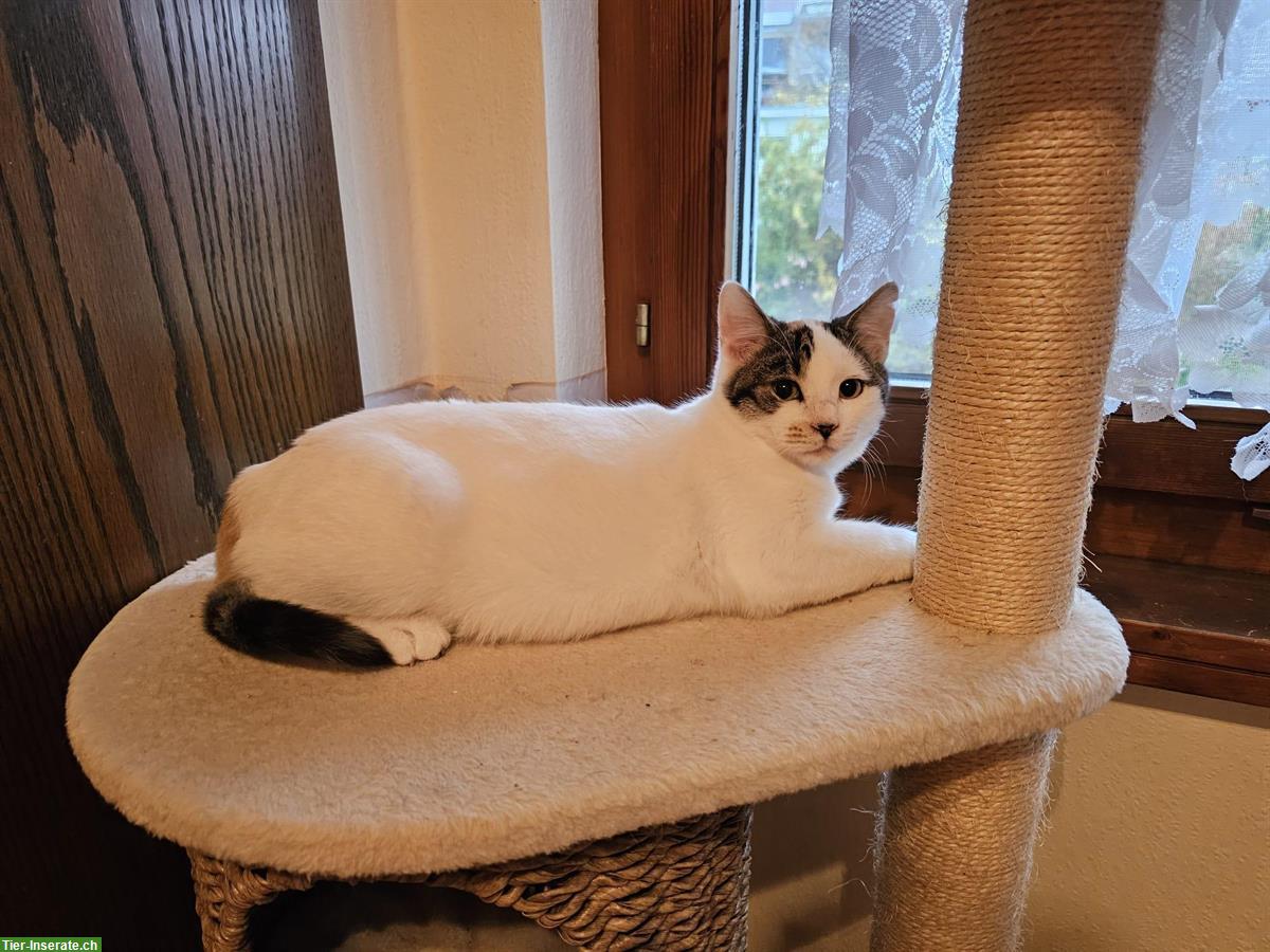 Bild 7: Junge Wohnungskatzen Milly & Molly aus Griechenland