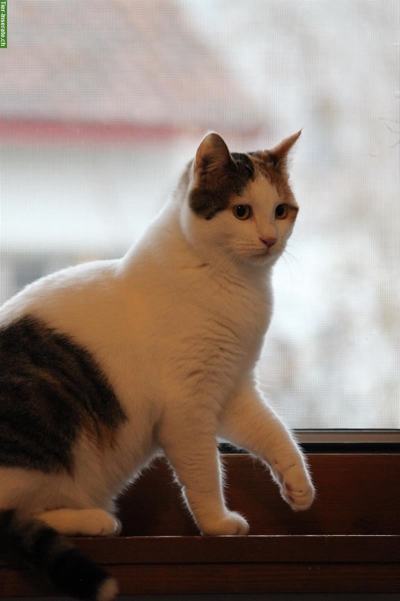 Bild 8: Junge Wohnungskatzen Milly & Molly aus Griechenland