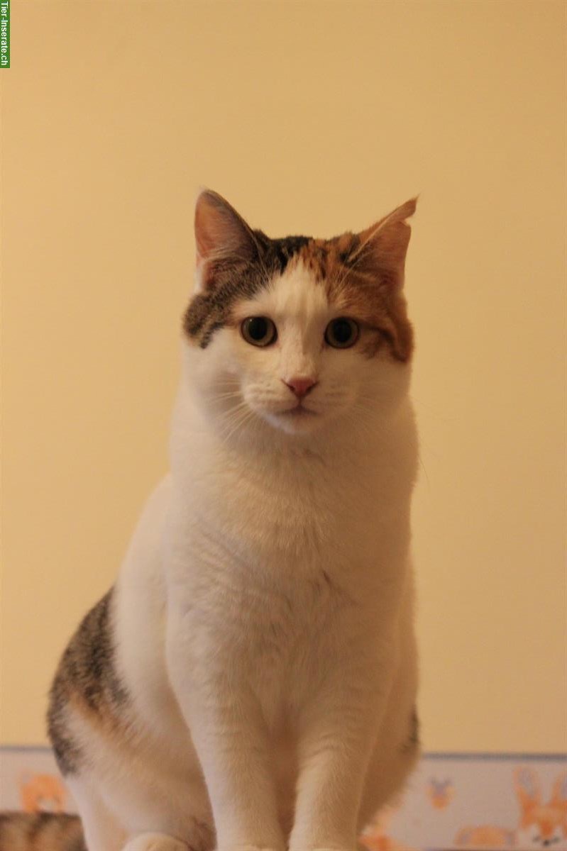 Bild 9: Junge Wohnungskatzen Milly & Molly aus Griechenland