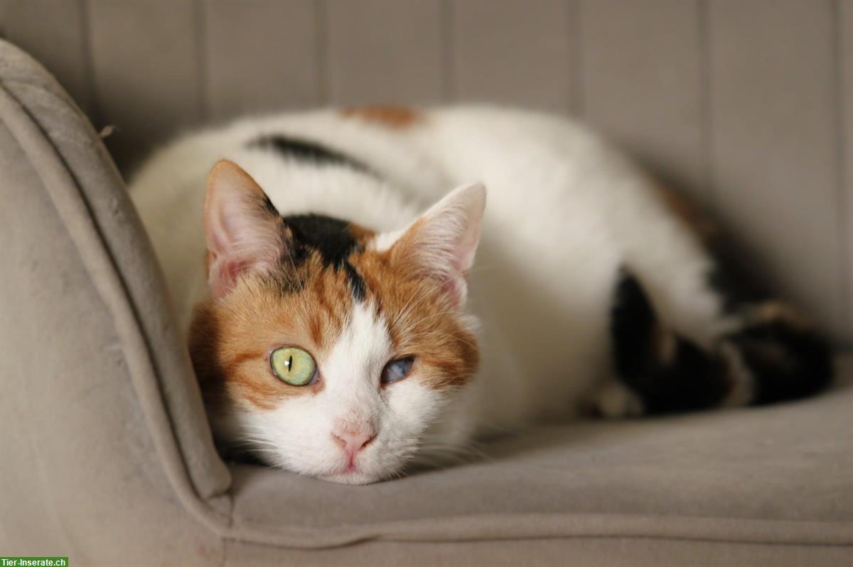 Dreifarbige Mischlingskatze Soraya sucht Für-immer-Familie