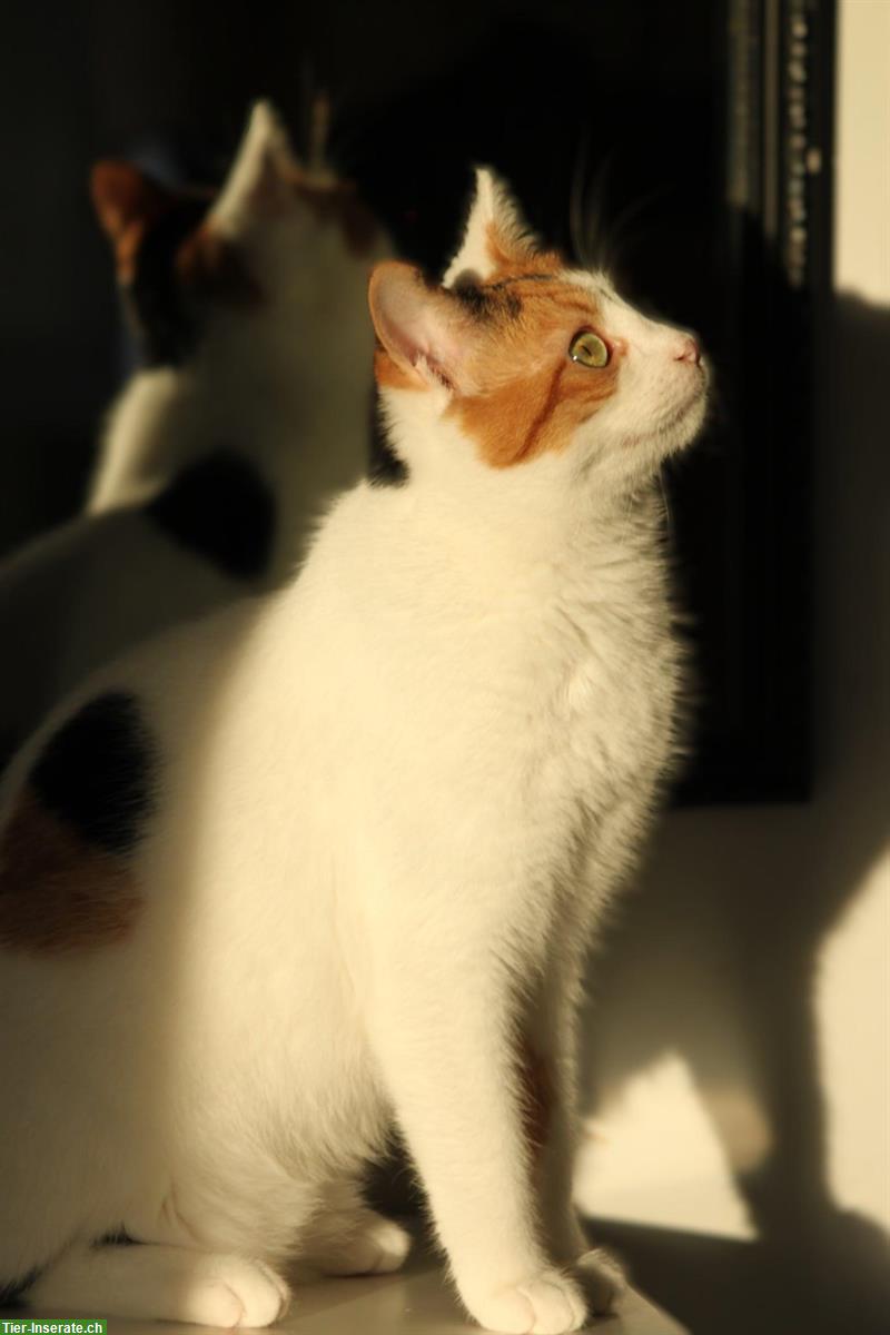 Bild 2: Dreifarbige Mischlingskatze Soraya sucht Für-immer-Familie