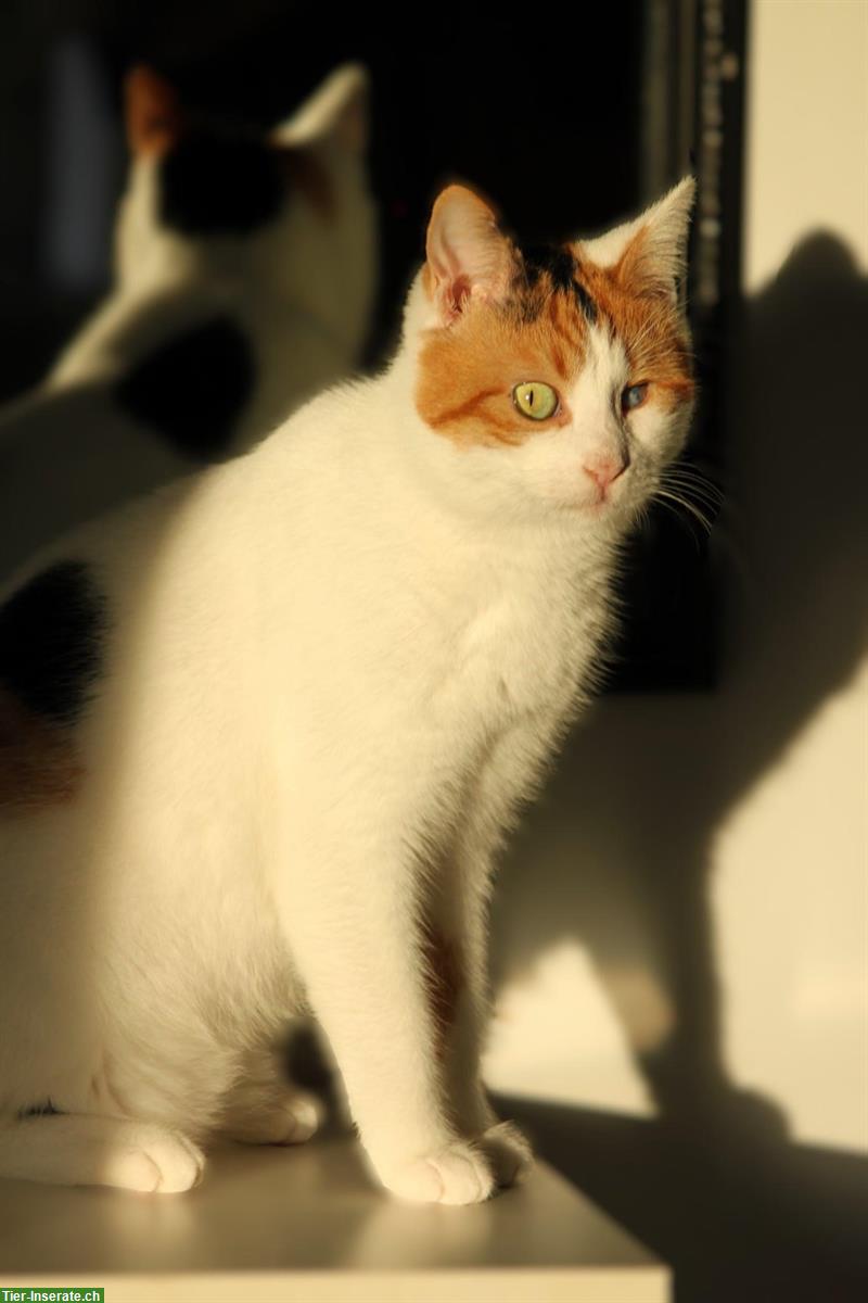 Bild 3: Dreifarbige Mischlingskatze Soraya sucht Für-immer-Familie